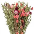 Floristik24 Kimppu kuivattuja kukkia olkikukkia viljaunikon kapseli Phalaris sara 55cm