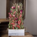 Floristik24 Kimppu kuivattuja kukkia olkikukkia viljaunikon kapseli Phalaris sara 55cm