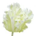 Floristik24 Keinotekoinen valkoinen tulppaani 70cm