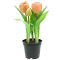 Floristik24 Tulip Real-Touch persikka 23cm