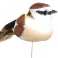 Floristik24 Kevätkoristeet, lintuja lanka, tekolintu ruskea, valkoinen H3cm 12kpl