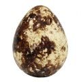 Floristik24 Viiriäisen munia koristeena tyhjiä luonnollisia 50 kpl