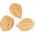Saksanpähkinät koristeluun, luonnontuote, 3-4 cm, 300 g | Floristik24.fi