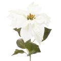Floristik24 Keinotekoinen valkoinen joulutähti, suuri kukkiva oksakoriste, 65 cm, 2 kpl