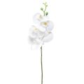 Floristik24 Valkoinen keinotekoinen orkidea Phalaenopsis Real Touch 85cm