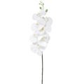 Floristik24 Valkoinen keinotekoinen orkidea Phalaenopsis Real Touch K83cm