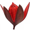 Floristik24 Villi lilja punainen luonnollinen koristelu kuivatut kukat 6-8cm 50kpl