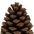 Floristik24 Käpyjä Pinus Maritima 10cm - 15cm luonnollinen 3kpl