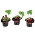 Floristik24 Onnenkalu apila ja kovakuoriainen silinterihatussa, 7 cm, 3 kpl