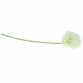 Floristik24 Koriste sipuli Allium keinotekoinen valkoinen Ø12cm K62cm