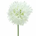 Floristik24 Koriste sipuli Allium keinotekoinen valkoinen Ø12cm K62cm
