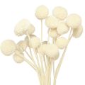 Floristik24 Craspedia kuivatut koivet kerma 45-55cm 20 kpl