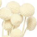 Craspedia kuivatut koivet kerma 45-55cm 20 kpl | Floristik24.fi