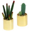 Floristik24 Kaktuksenvihreä kultaisessa ruukussa 12cm - 17cm 4kpl