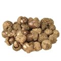 Floristik24 Kultaisia syysmarjoja, juhlavia syyskoristeita, luonnonvärisiä koriste-tammenterhoja, adventtikoristeita Ø1,5 – 2,5 cm P1,5 – 3 cm 300 g