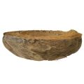 Kookosruukku, luonnonvärinen, 20 cm, 5 kpl | Floristik24.fi