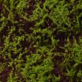 Keinotekoinen Moss Suuri sammalmatto Ruskea Vihreä 100×50cm | Floristik24.fi