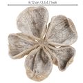 Landlotus valkopesty 6-12cm 50 kpl | Floristik24.fi