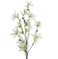 Floristik24 Magnolia oksa vaaleanvihreä 91cm