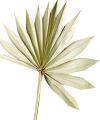 Floristik24 Palmspear Sun Natur Kuivatut palmunlehdet Naturdeko 30St
