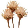 Floristik24 Leucospermum Plumosum Silver Tree Blossoms Light 25 kpl
